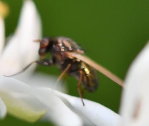 Calliopum sp.